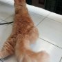 Jual Kucing Persia Red tabby Jogja