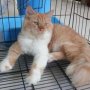 Jual Kucing Persia Red tabby Jogja