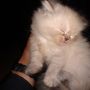 Kucing persia,persia, himalaya dll by Kitty_Ocean_Shop ( KOS )