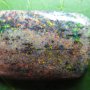 HY300 LIGHTNING RIDGE BLACK FIRE SOLID OPAL 7.33CT