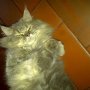 Jual Kucing Persia