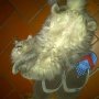 Jual Kucing Persia