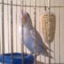 lovebird putih pastel murah surabaya