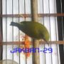 burung pleci kacamata buxtoni --VM67--