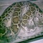 Jual Phyton Molurus Surabaya