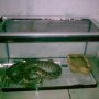 Jual Phyton Molurus Surabaya