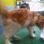 Jual Kucing ANGGORA USIA 3bln BETINA