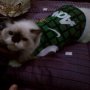 Jual Baju kucing bola