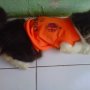 Jual Baju kucing bola