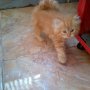 Jual Kitten Persia RedTabby