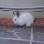 Jual Kelinci Mini Netherland Dwarf Putih