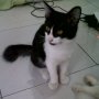 Jual Kucing Kitten Persia mix Anggora 4bln Bandung