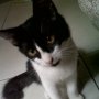 Jual Kucing Kitten Persia mix Anggora 4bln Bandung