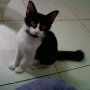 Jual Kucing Kitten Persia mix Anggora 4bln Bandung