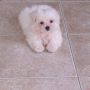 anjing maltese mini champion jantan 2bln murmer