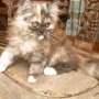 Jual dua kitten persia female 