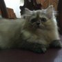 Jual dua kitten persia female 