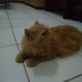 Jual kucing persia pesek