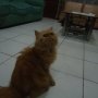 Jual kucing persia pesek