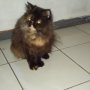 Jual kucing persia pesek