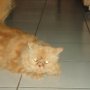 Jual kucing persia pesek