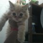 JUAL KITTEN PERSIA MEDIUM JOGJAAA