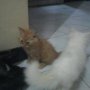 JUAL KITTEN PERSIA MEDIUM JOGJAAA