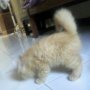 JUAL KITTEN PERSIA MEDIUM JOGJAAA