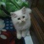 JUAL KITTEN PERSIA MEDIUM JOGJAAA