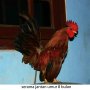 Jual AYAM SERAMA