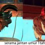 Jual AYAM SERAMA