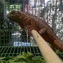 JUAL IGUANA SUPER RED