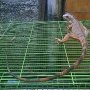 JUAL IGUANA SUPER RED