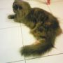 Jual Kucing Persia Flatnose