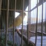 Jual Burung Kenari 1 pasang