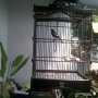 Jual burung kacer jatim, volume kencang tembus