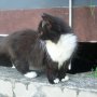 Jual kucing persia si hitam manis