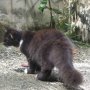 Jual kucing persia si hitam manis