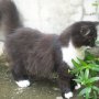 Jual kucing persia si hitam manis