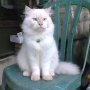 Jual Kucing himalaya bandung