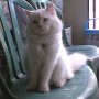 Jual Kucing himalaya bandung