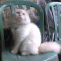 Jual Kucing himalaya bandung