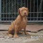 Pitbull Jantan & Betina Usia 7 Minggu Istimewa , Super Big Size .. Bandung