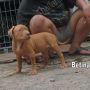 Pitbull Jantan & Betina Usia 7 Minggu Istimewa , Super Big Size .. Bandung