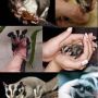 tupai terbang (suger glider)