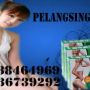 FRUIT & PLANT PELANGSING BADAN HERBAL 100% ASLI 087838464969