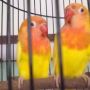 Sepasang Lovebird Lutino Mata Merah