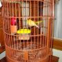 Sepasang Lovebird Lutino Mata Merah