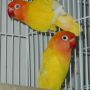 Sepasang Lovebird Lutino Mata Merah