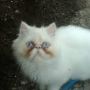 Kucing Persia-AnggoraMix